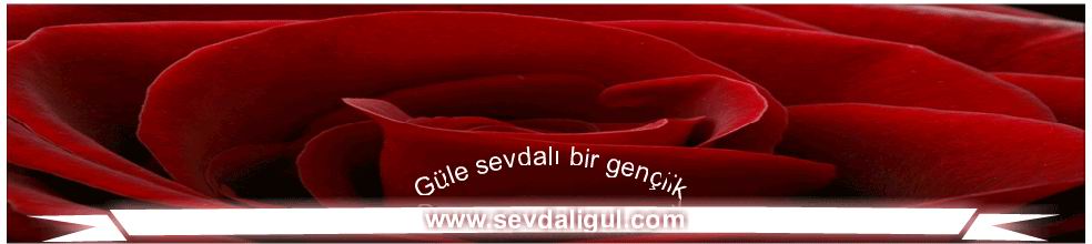 G�Le SeVDaLi BiR GeN�LiK
